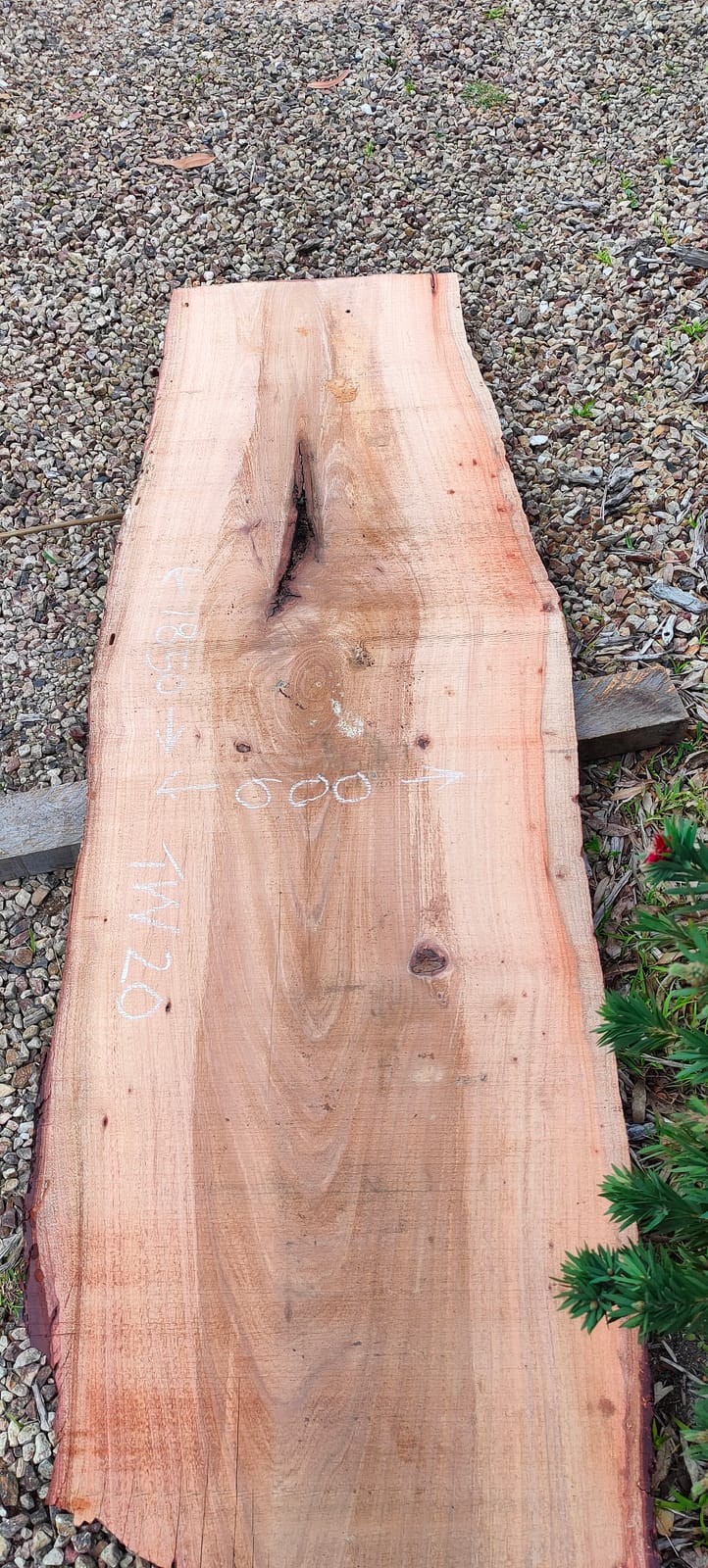 Tasmanian Wattle timber slab TW20